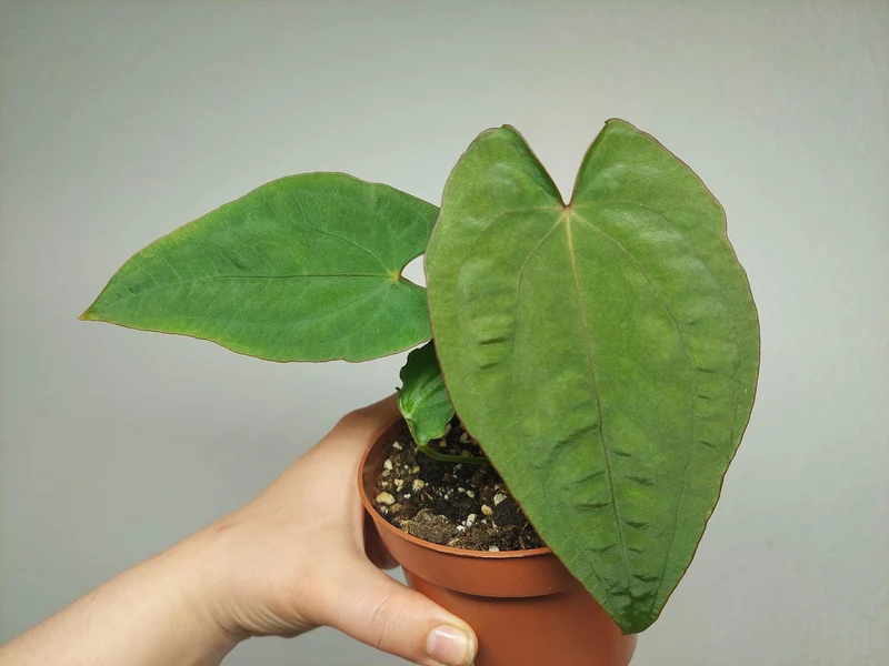 Anthurium Papillilaminum x Dressleri