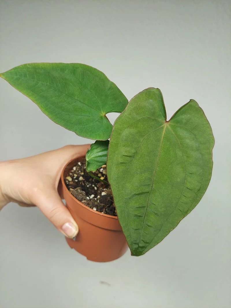 Anthurium Papillilaminum x Dressleri