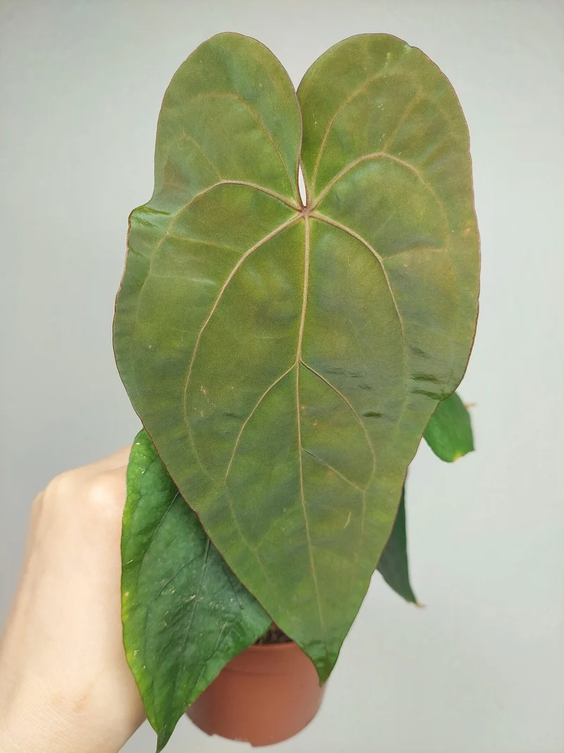 Anthurium Papillilaminum x Dressleri
