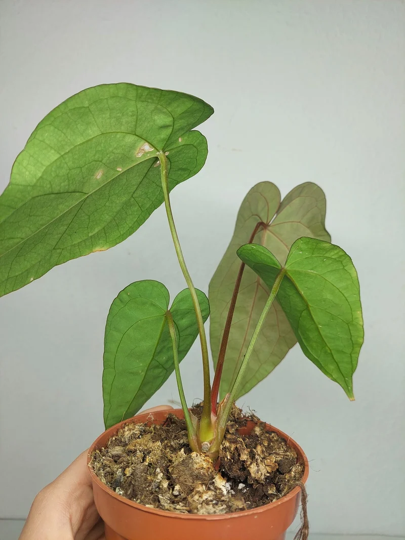 Anthurium Papillilaminum x Dressleri