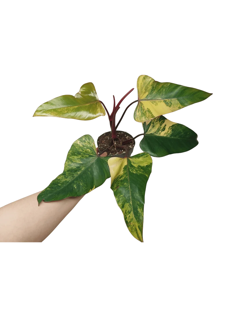 Philodendron Strawberry Shake