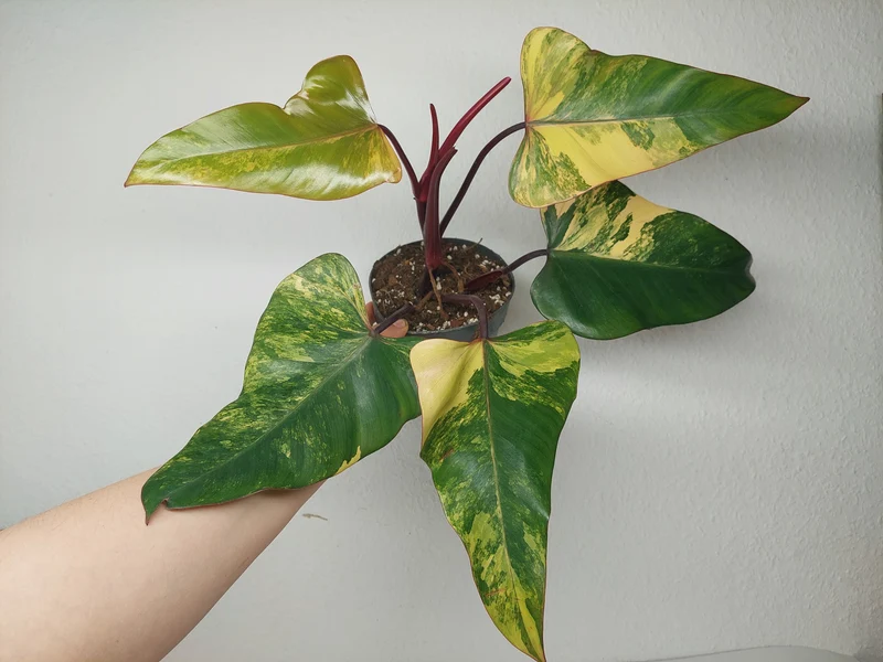Philodendron Strawberry Shake