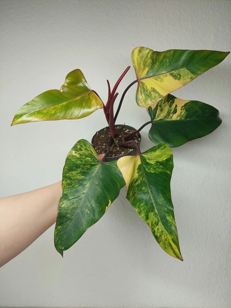 Philodendron Strawberry Shake