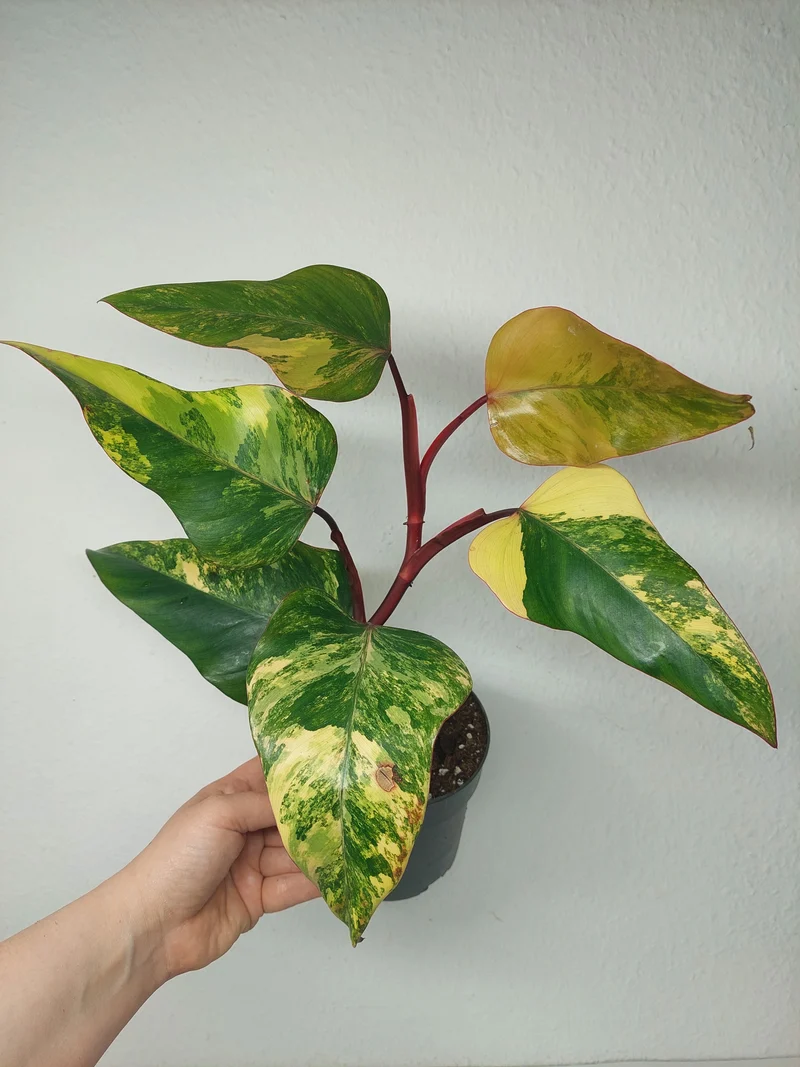 Philodendron Strawberry Shake