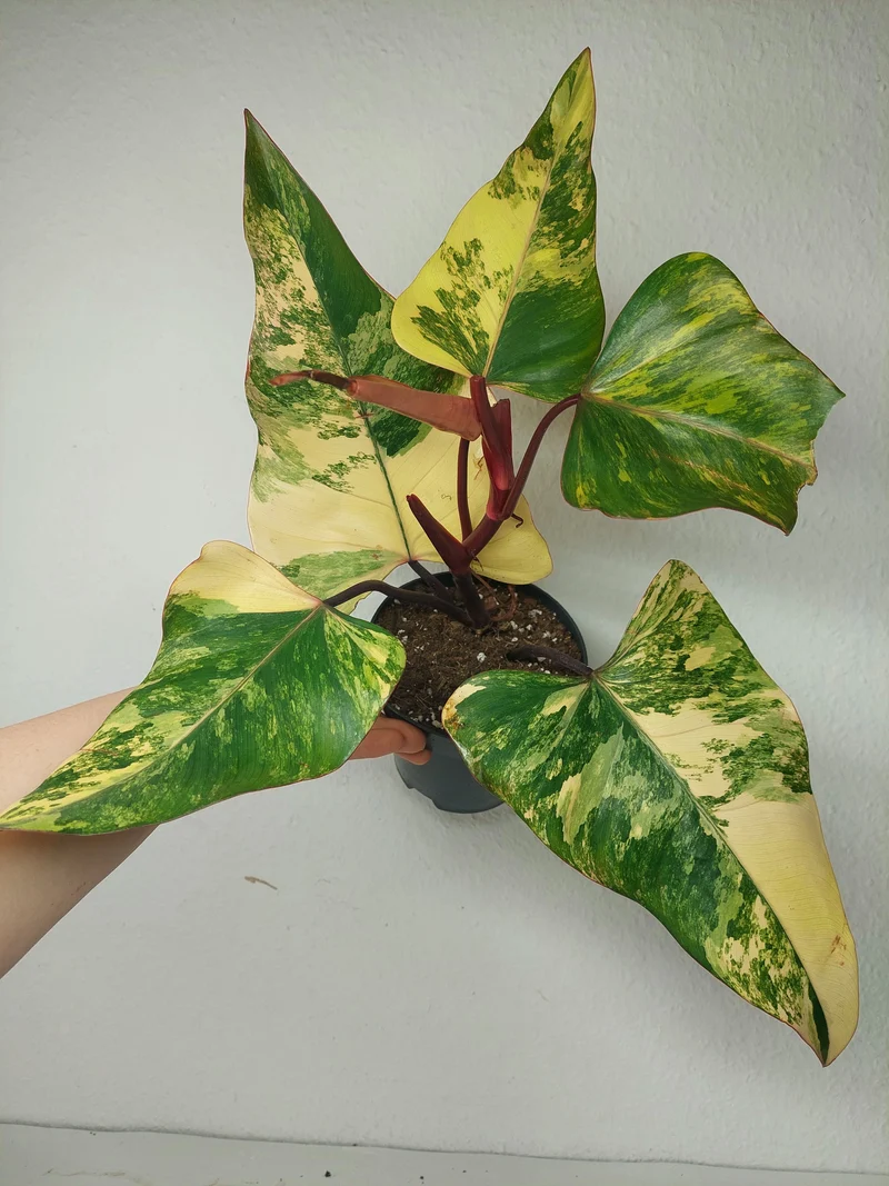 Philodendron Strawberry Shake