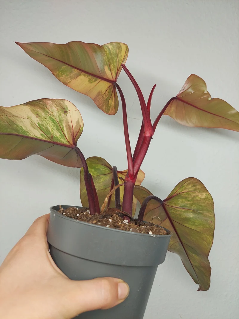 Philodendron Strawberry Shake