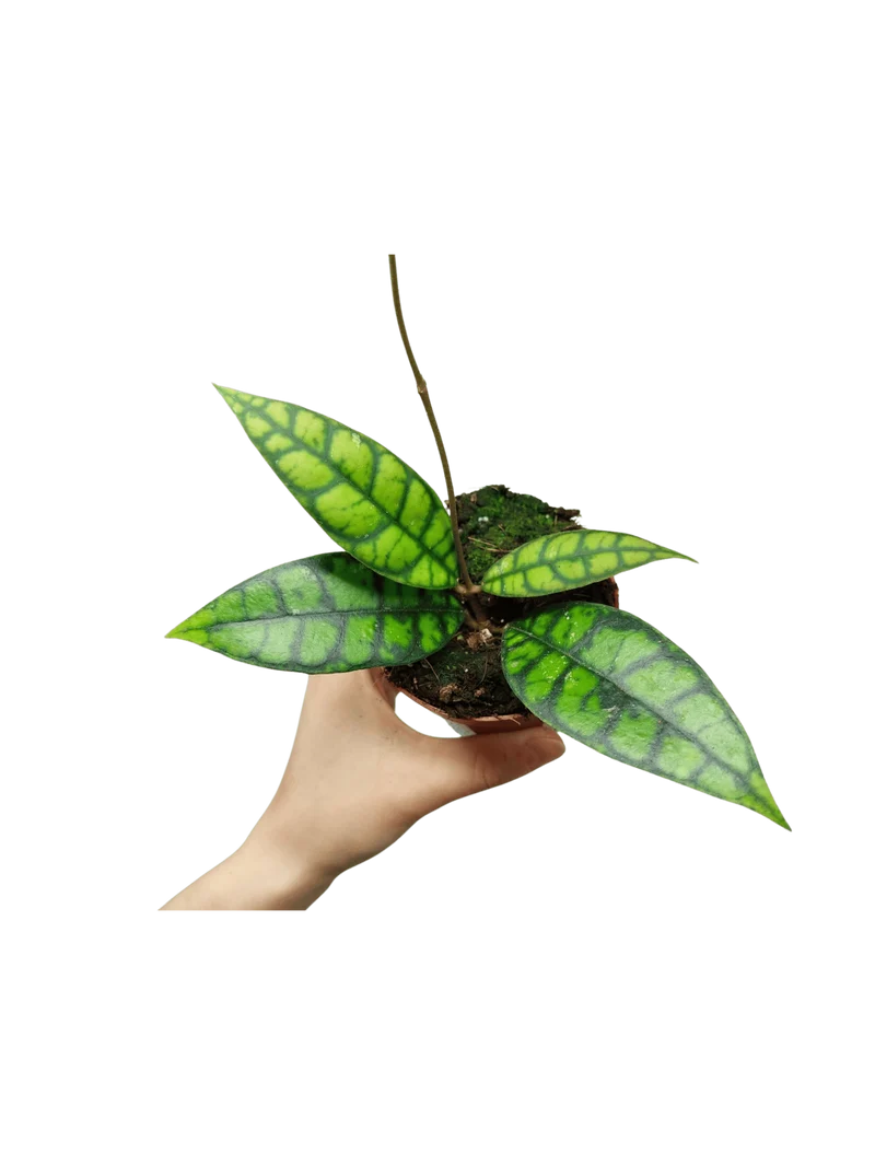 Hoya Black Cat