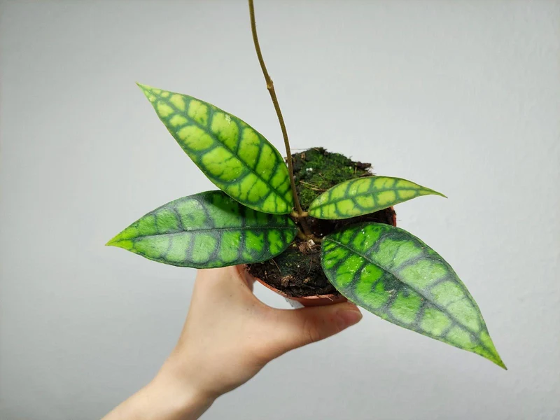 Hoya Black Cat