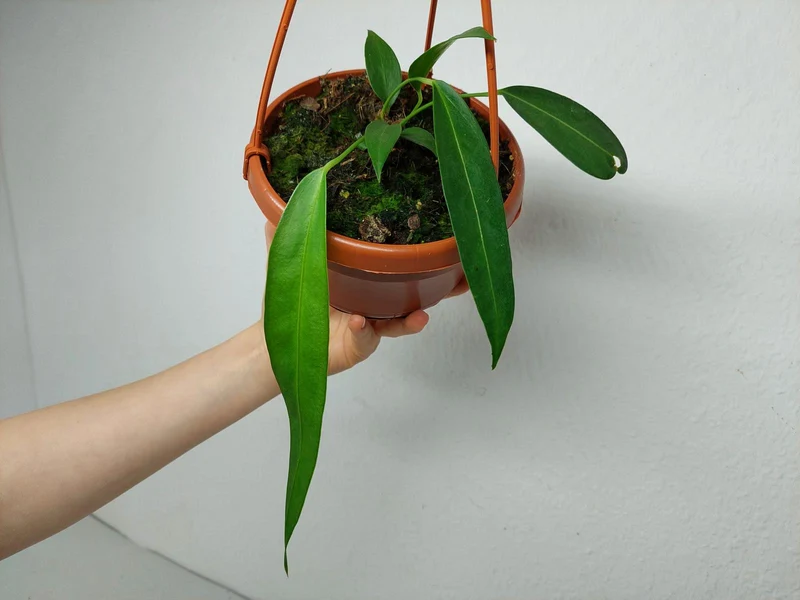 Anthurium Wendlingeri