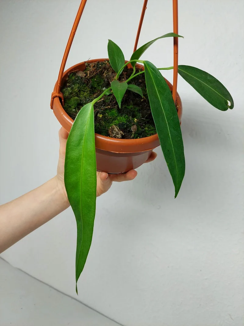 Anthurium Wendlingeri