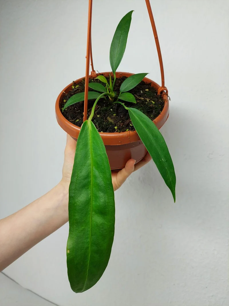 Anthurium Wendlingeri