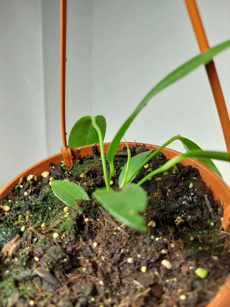 Anthurium Wendlingeri