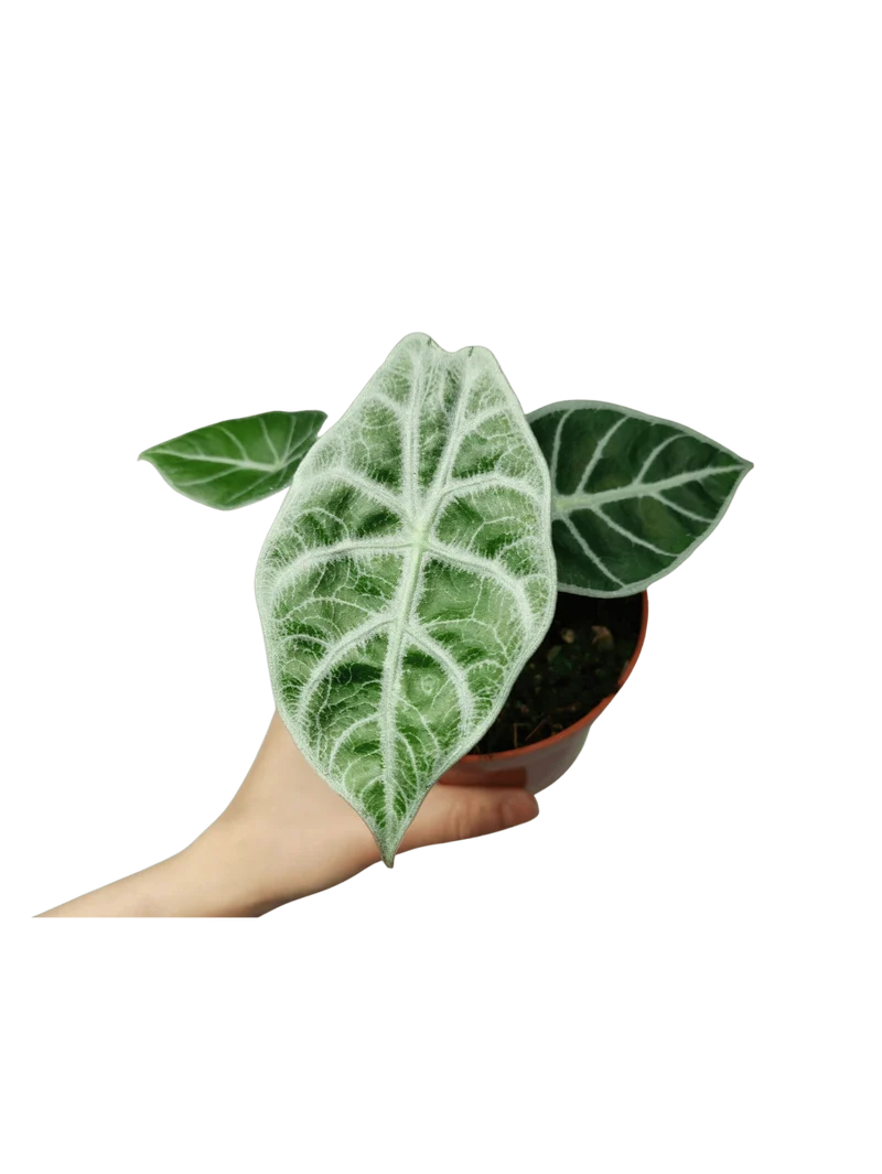 Alocasia Watsoniana Lightning