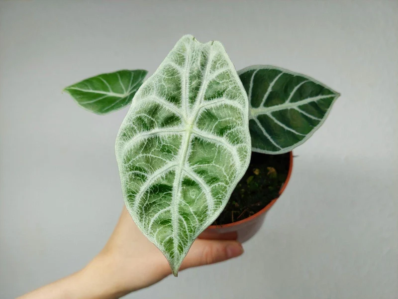 Alocasia Watsoniana Lightning