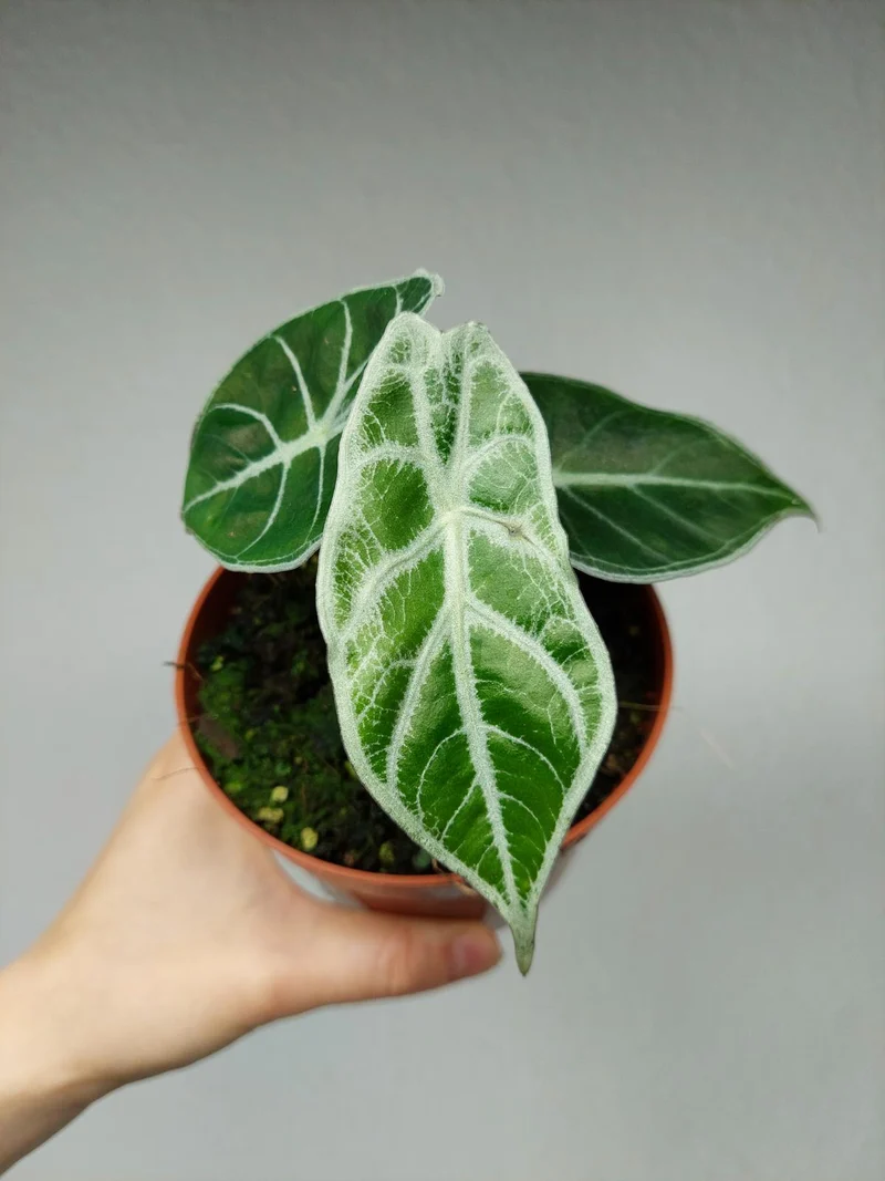 Alocasia Watsoniana Lightning
