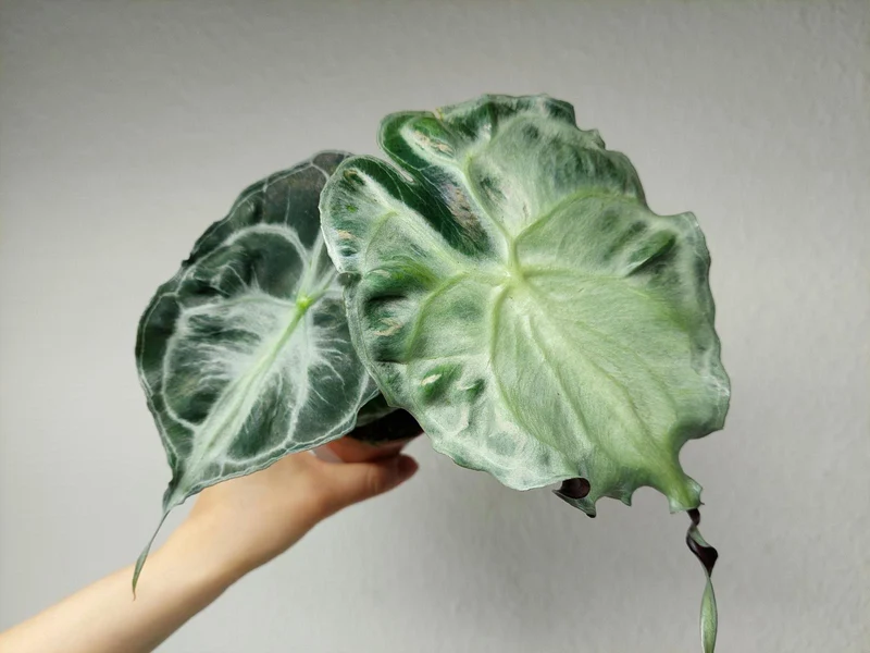 Alocasia Venom