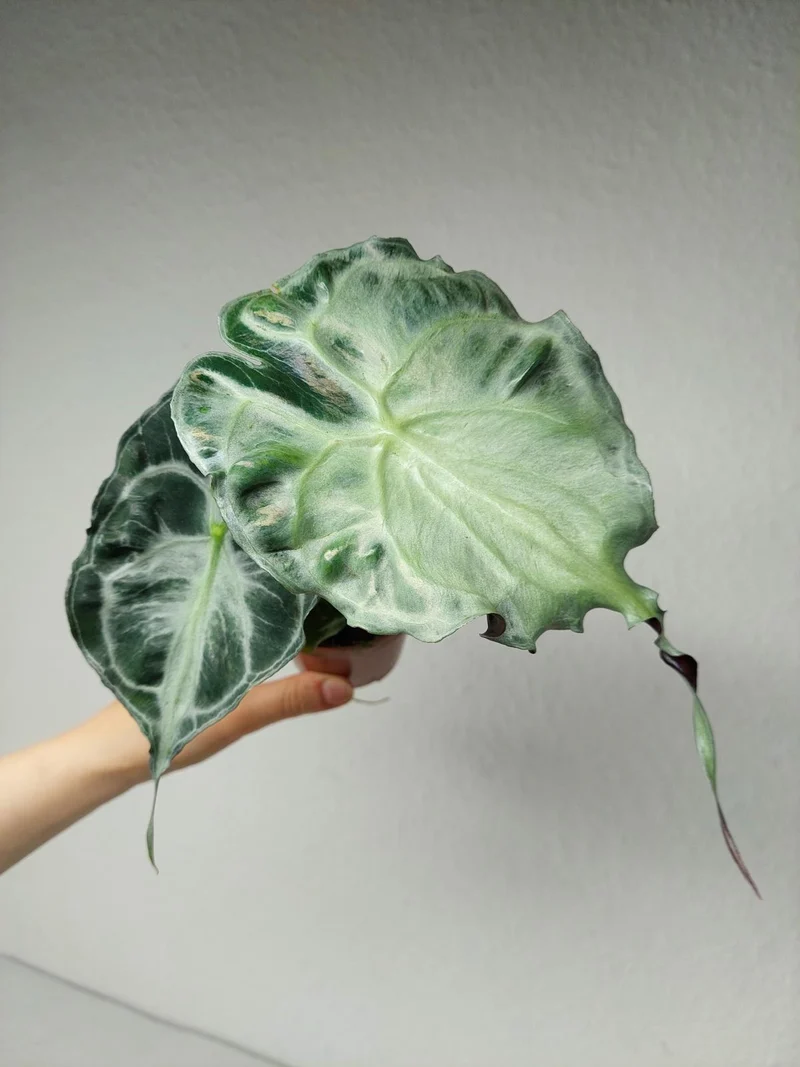 Alocasia Venom
