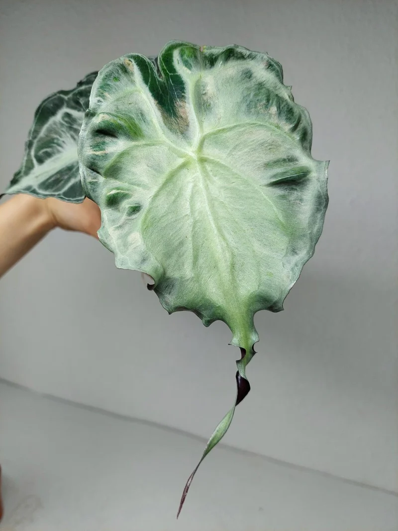Alocasia Venom