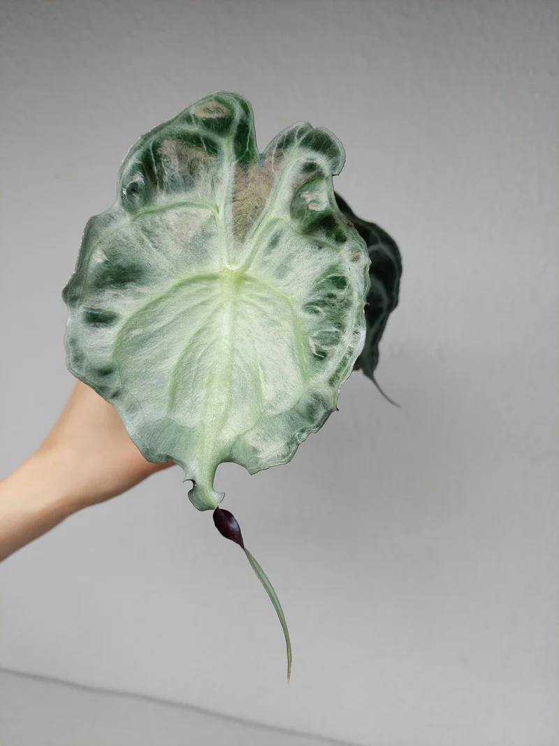 Alocasia Venom