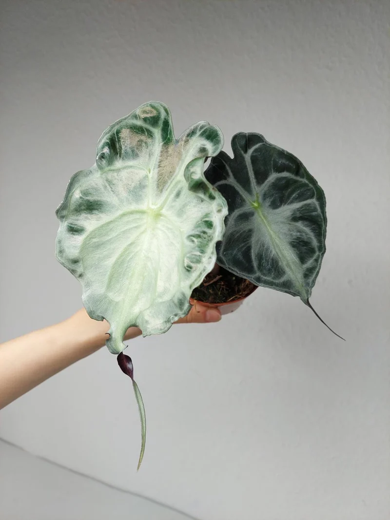 Alocasia Venom