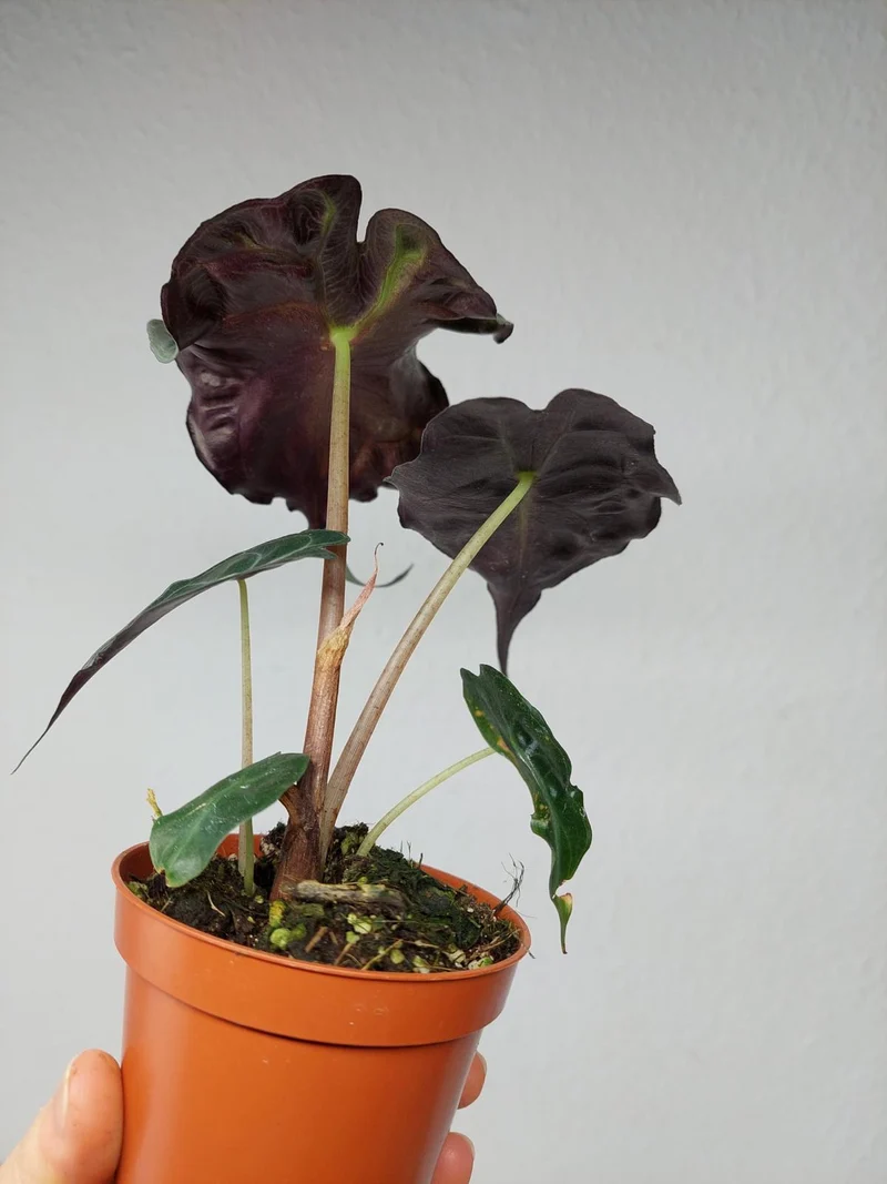 Alocasia Venom