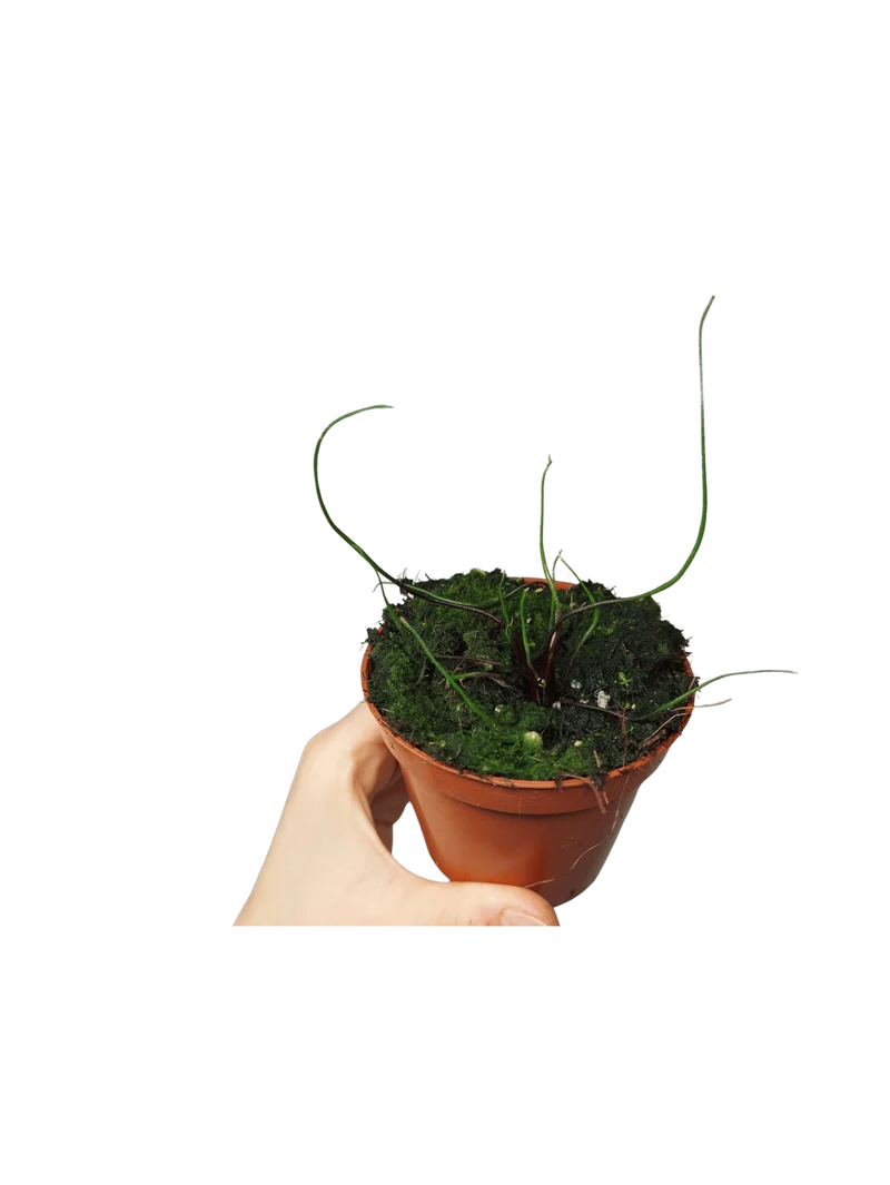 Alocasia Flying Squid