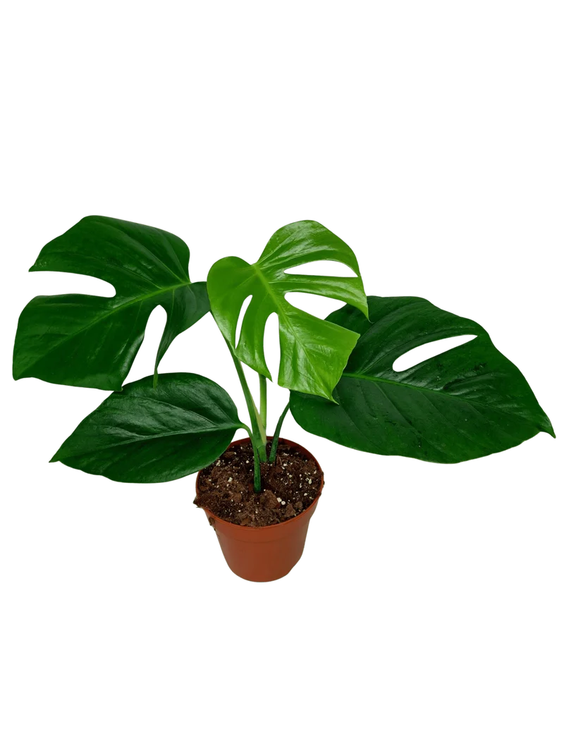 Monstera Sierrana Mexican Form