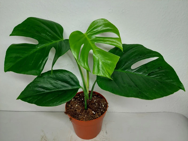 Monstera Sierrana Mexican Form