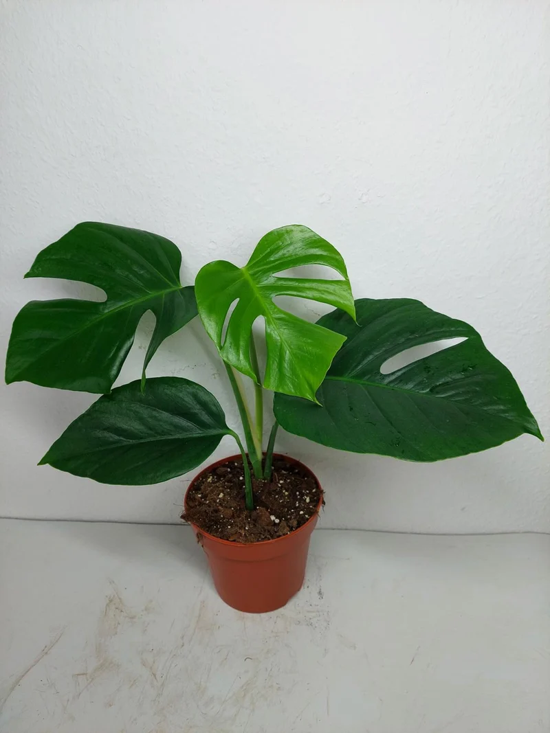 Monstera Sierrana Mexican Form
