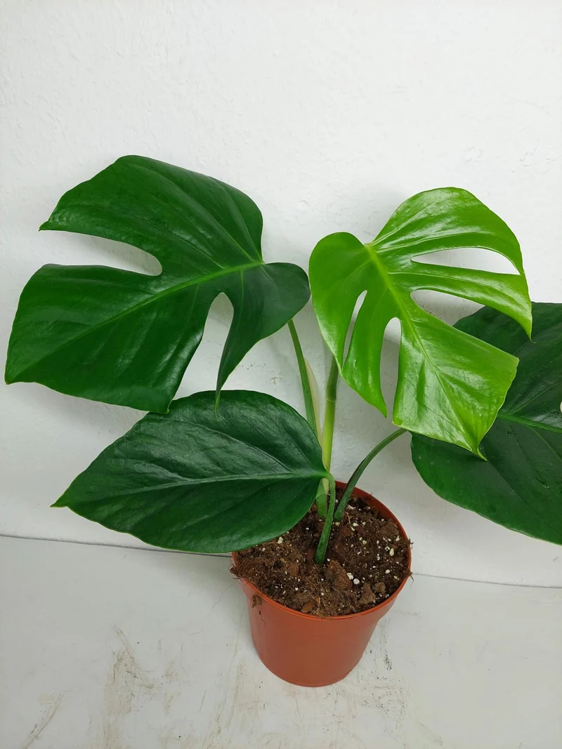 Monstera Sierrana Mexican Form