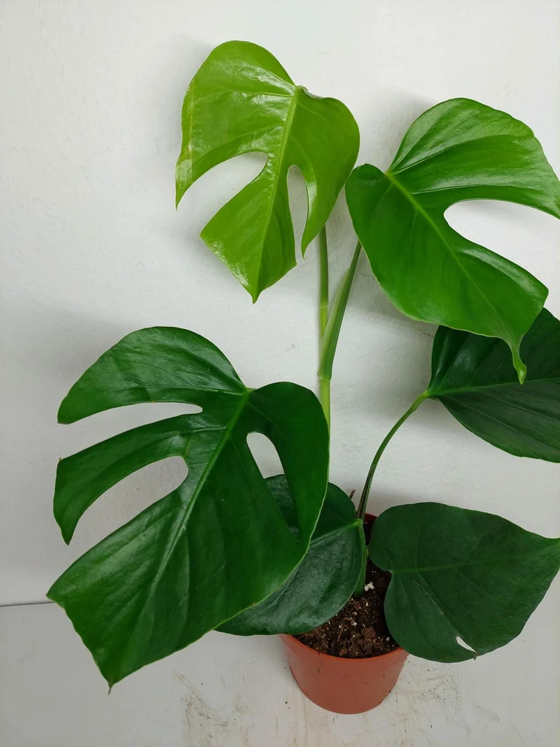 Monstera Sierrana Mexican Form