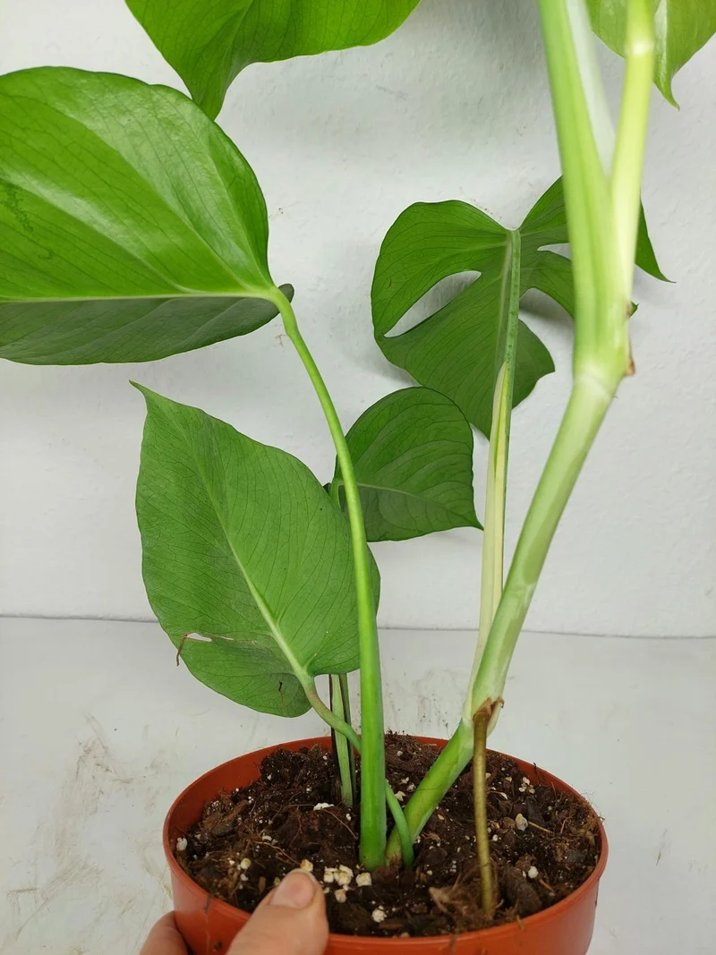 Monstera Sierrana Mexican Form