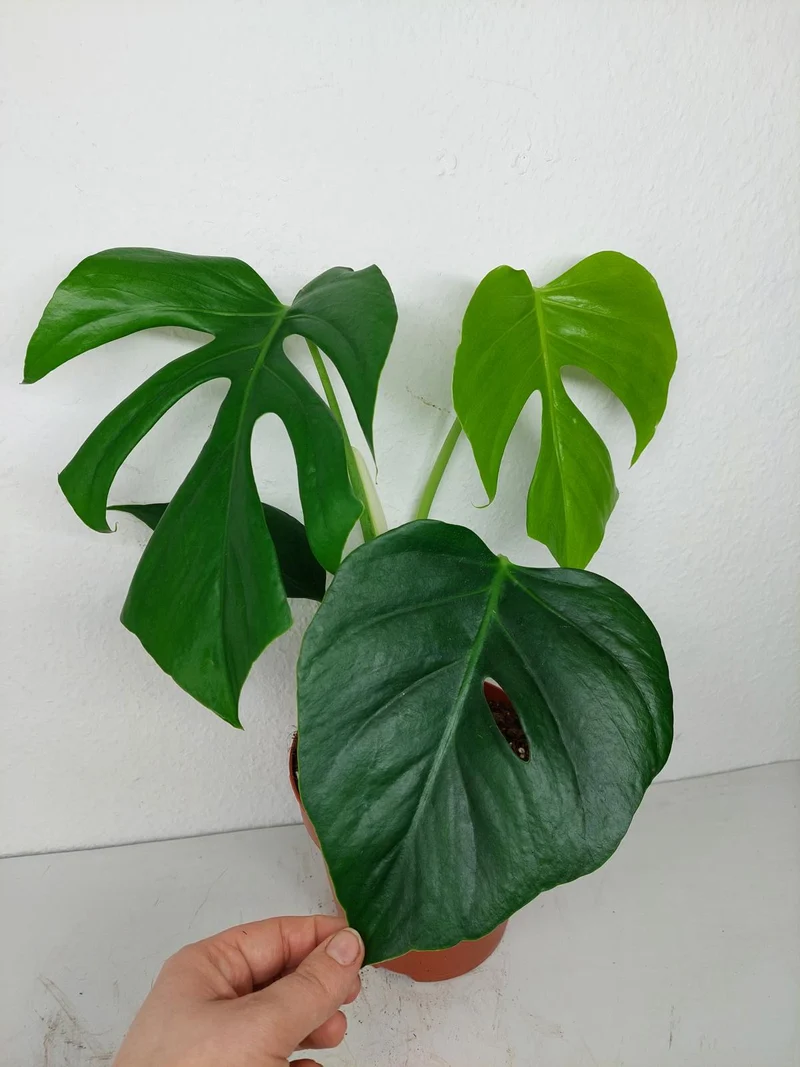 Monstera Sierrana Mexican Form