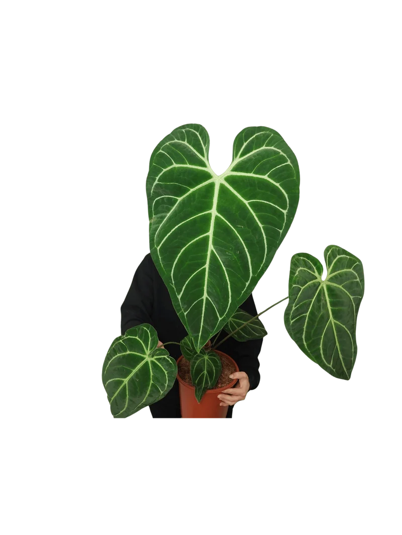 Anthurium Regale groß