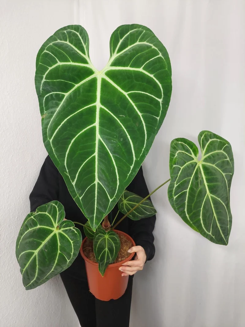 Anthurium Regale groß