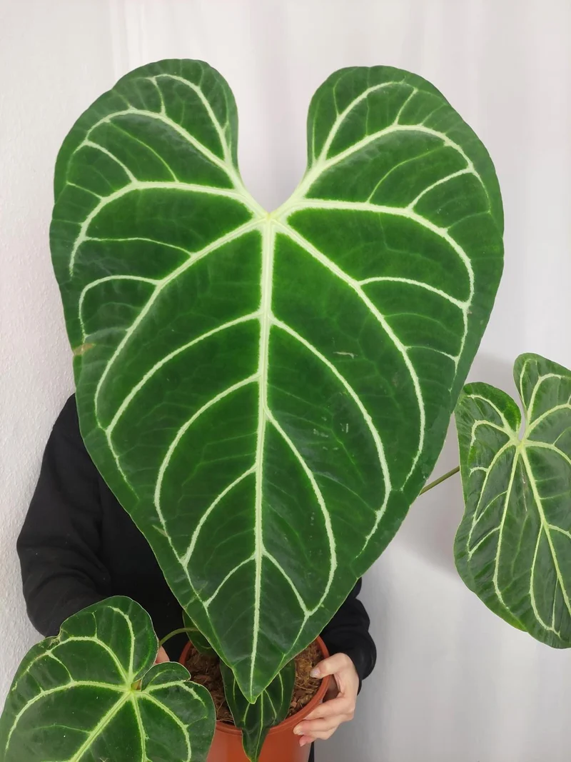 Anthurium Regale groß