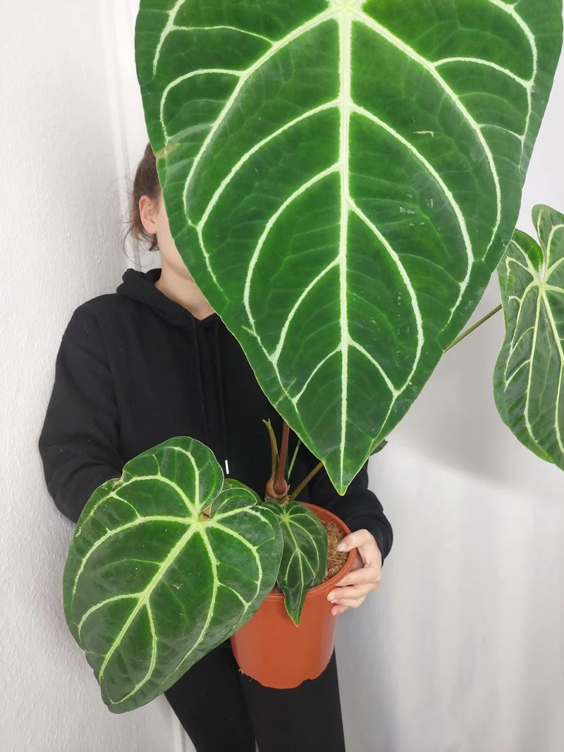Anthurium Regale groß