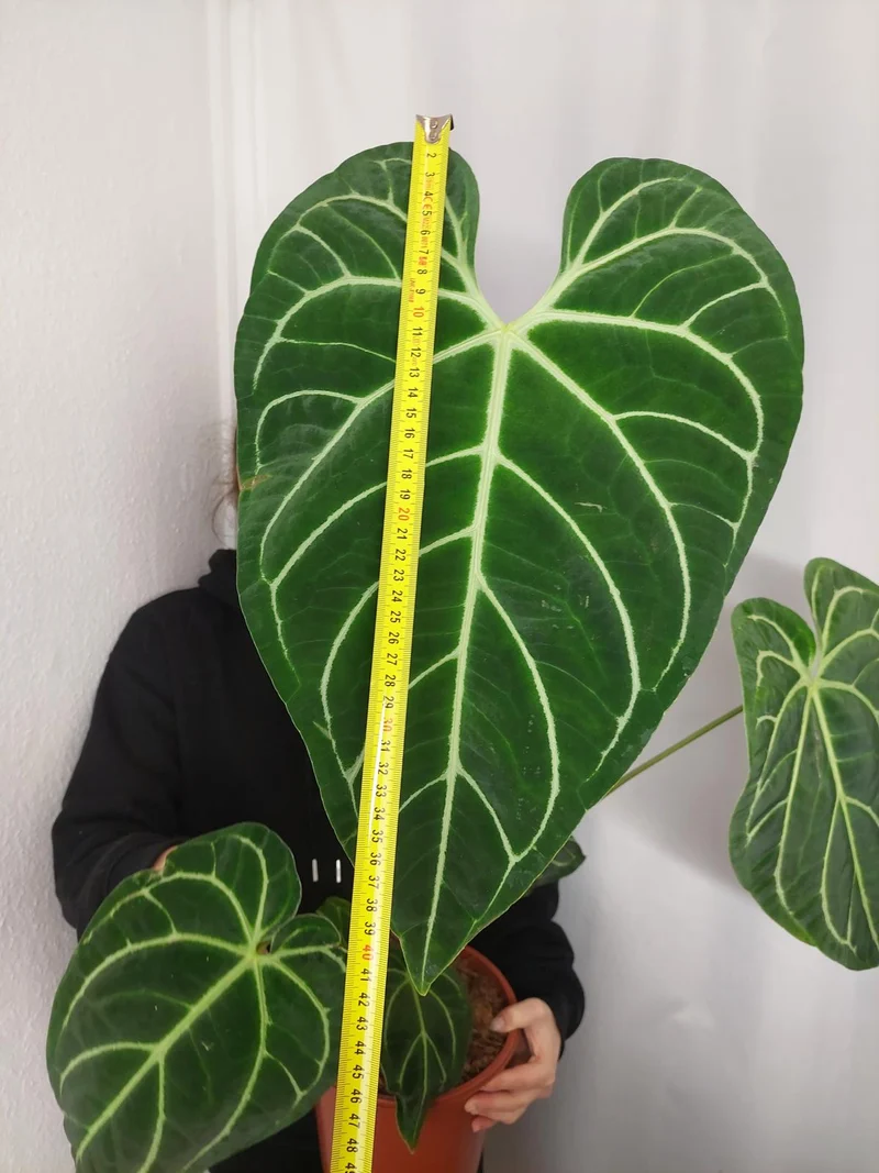 Anthurium Regale groß