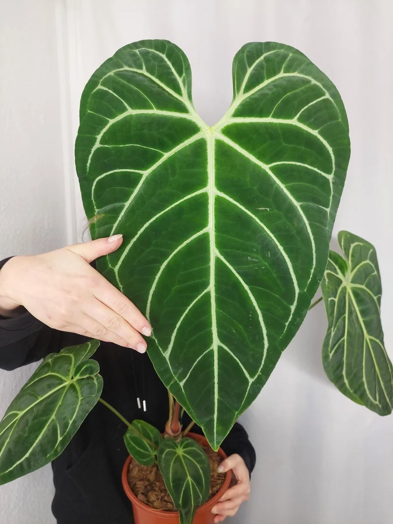Anthurium Regale groß