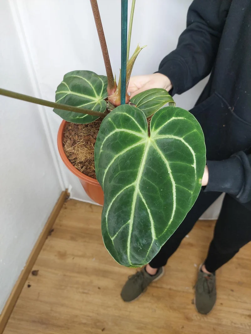 Anthurium Regale groß