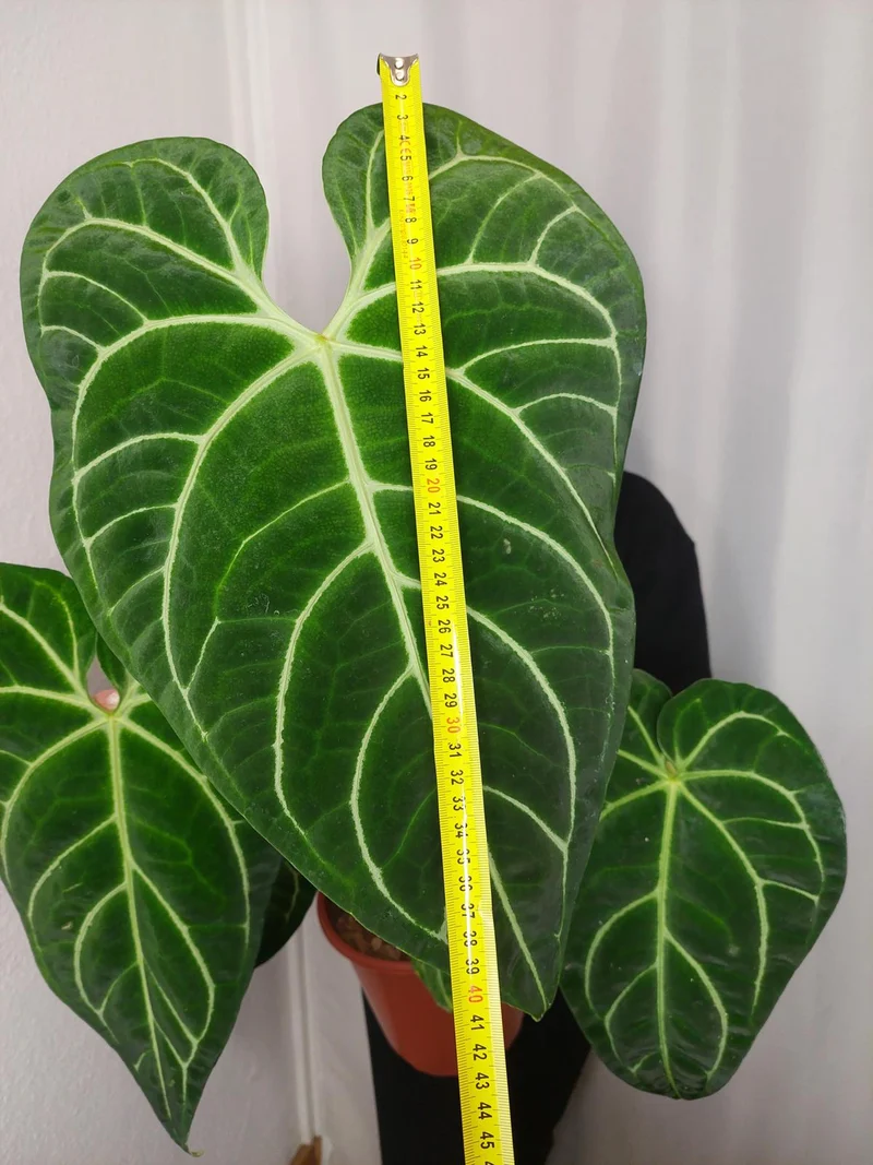 Anthurium Regale groß