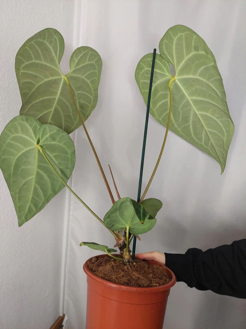 Anthurium Regale groß