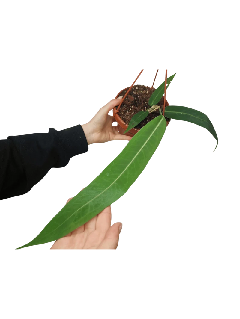 Anthurium Pallidiflorum