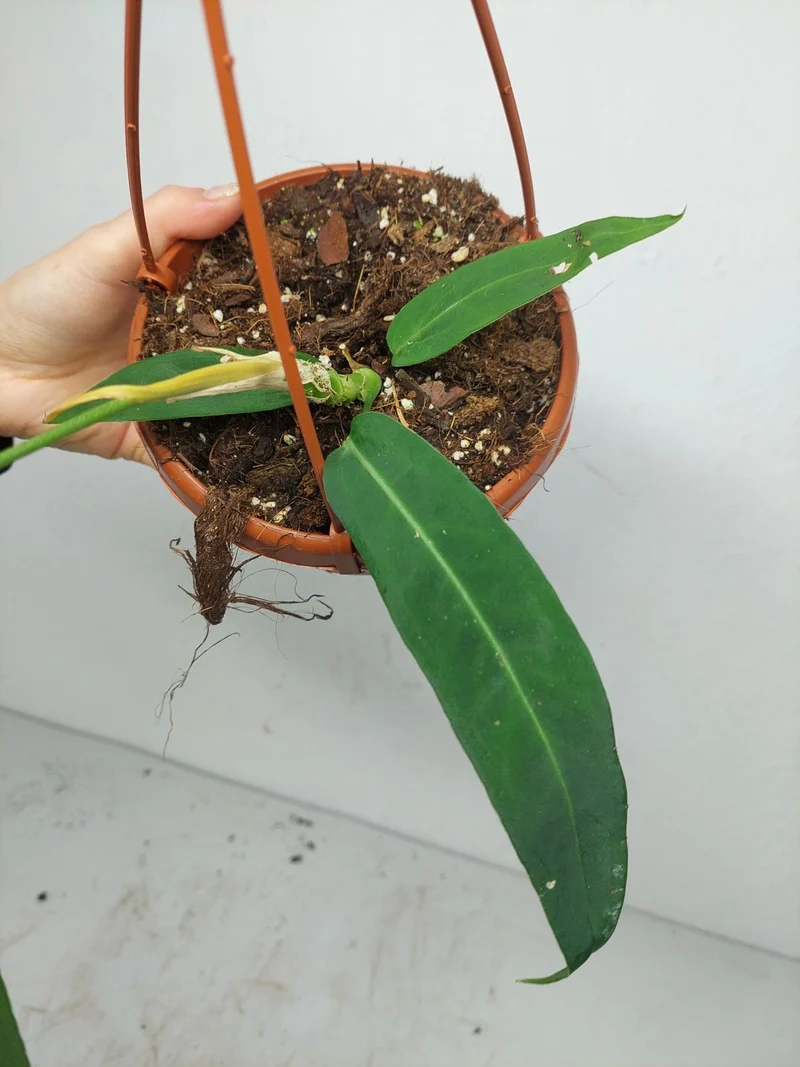 Anthurium Pallidiflorum