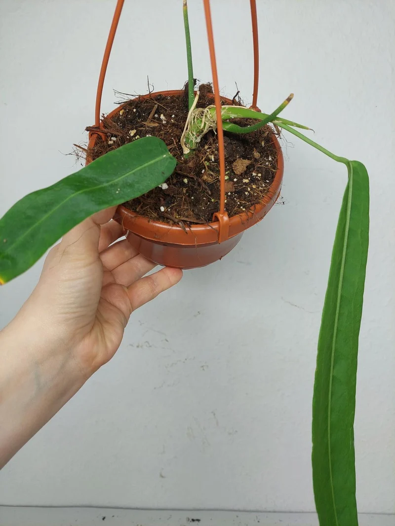 Anthurium Pallidiflorum