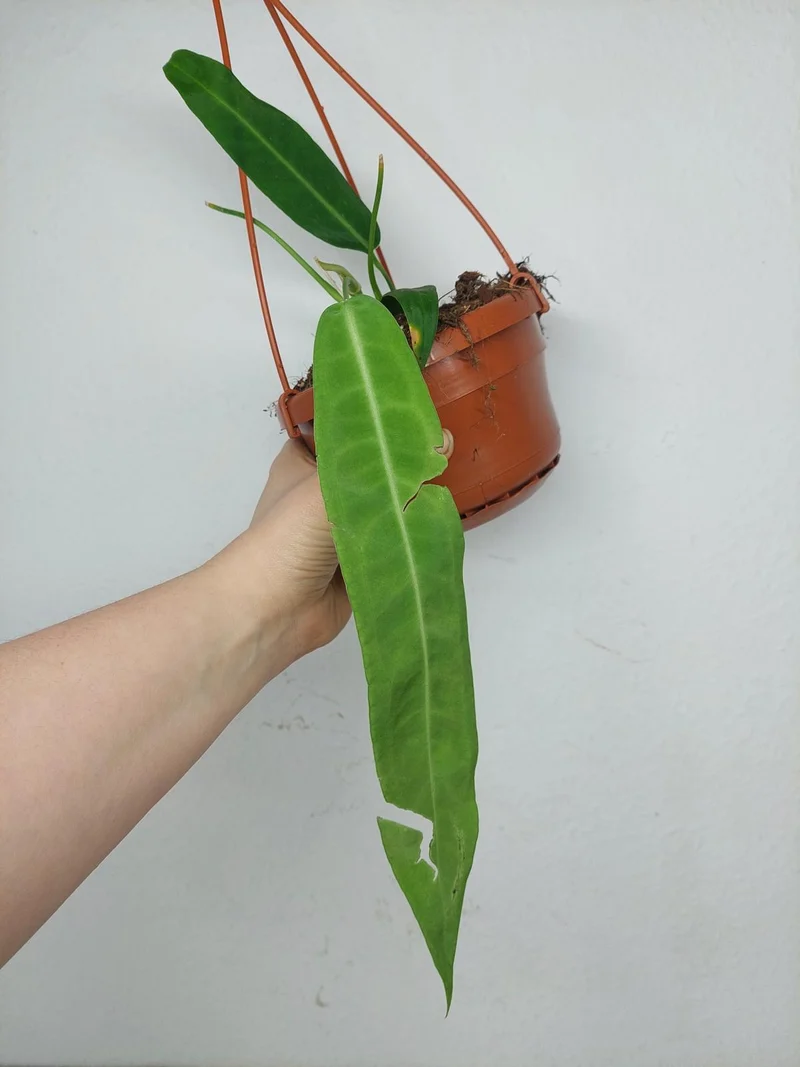Anthurium Pallidiflorum