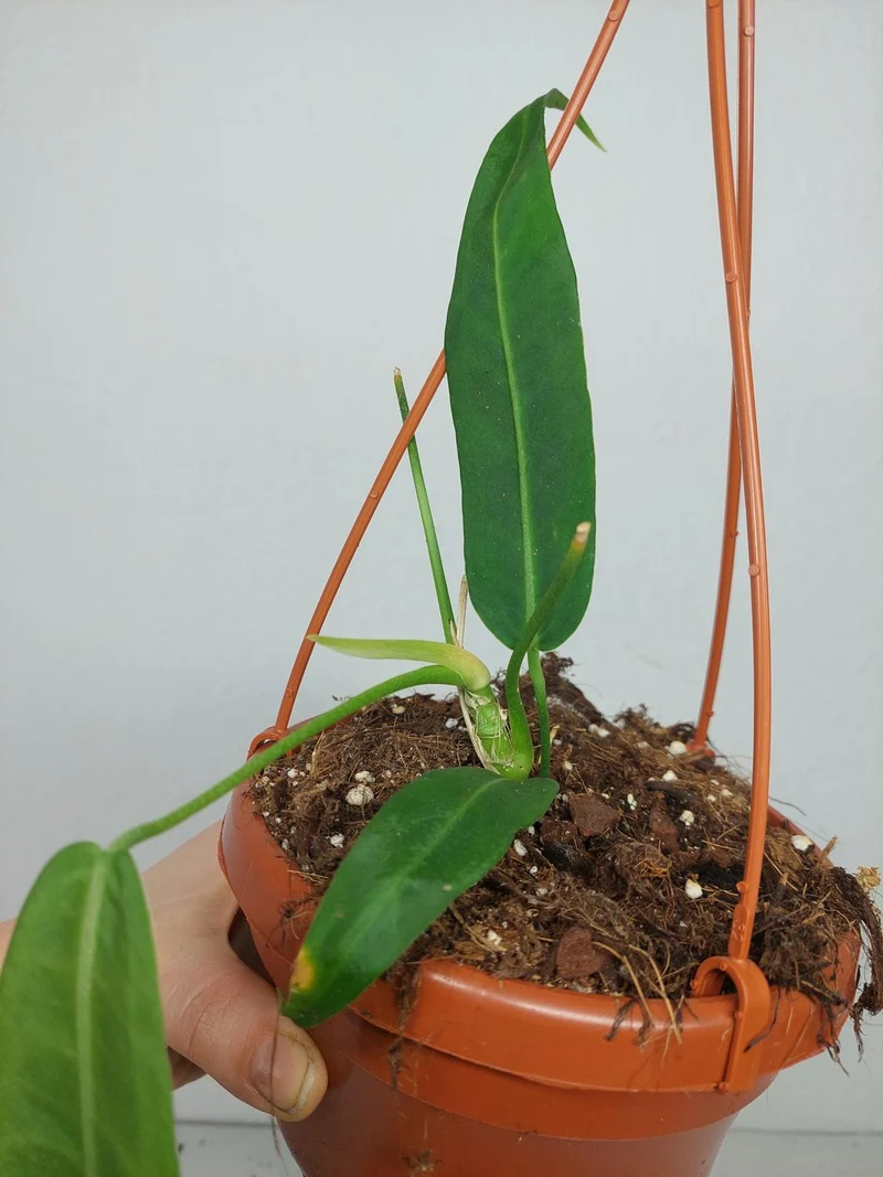 Anthurium Pallidiflorum