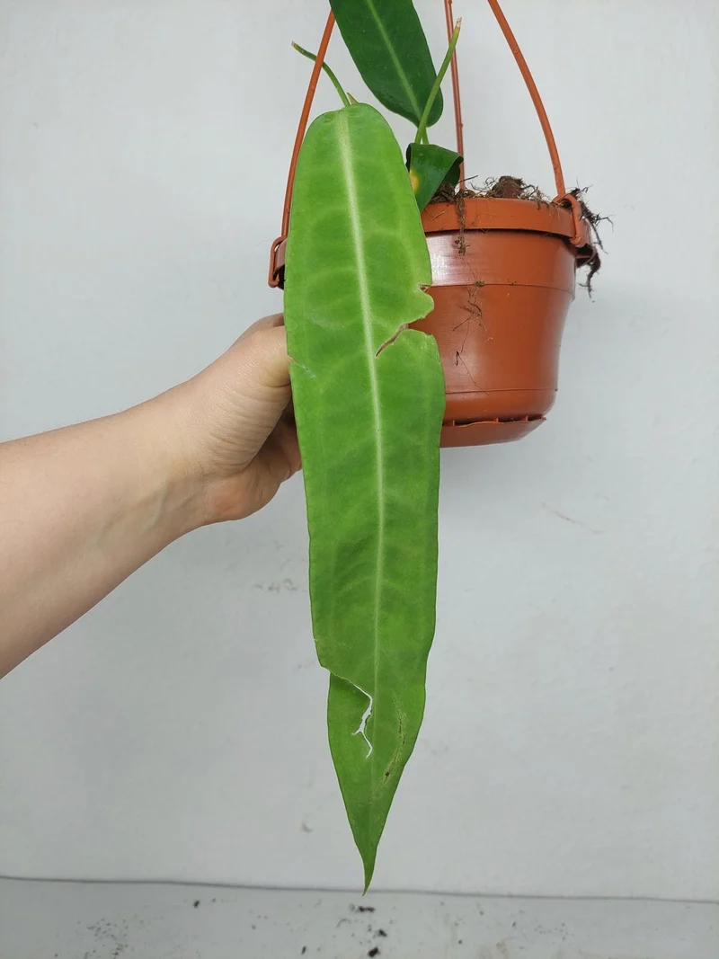 Anthurium Pallidiflorum