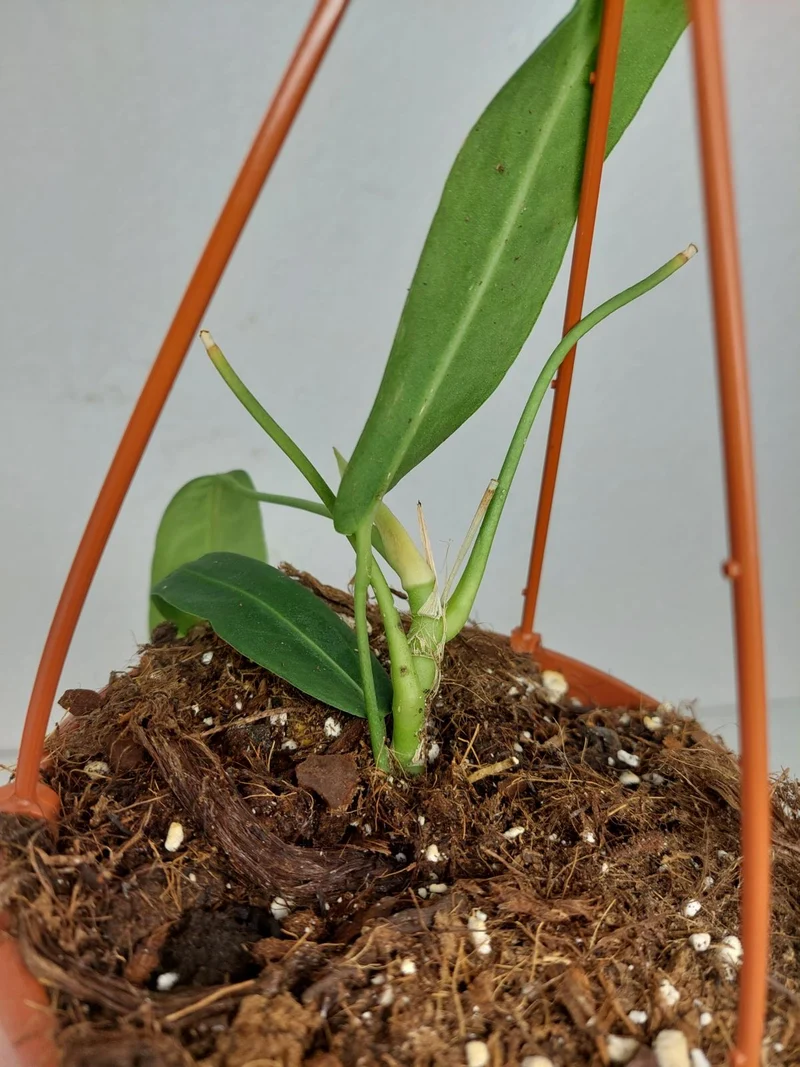 Anthurium Pallidiflorum