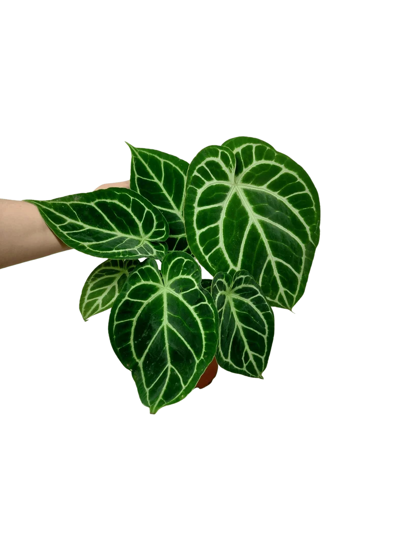 Anthurium Crystallinum Hybrid